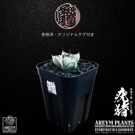 アガベ疣猪 | STORES
