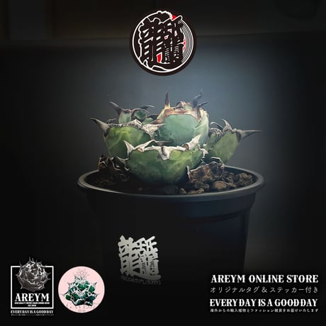 CATEGORY アガベ 中株 | アレイムプランツ