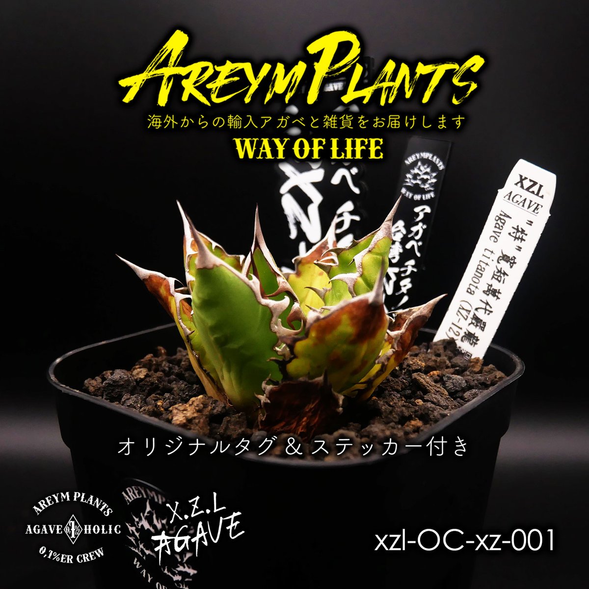 アガベ チタノタ XZ-12 Agave Titanota 