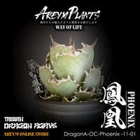 発根済!台湾XZL PLANTS産 アガベ チタノタ 姫厳龍 Agave 発根済!台湾XZL PLANTS産 アガベ チタノタ 姫厳龍 Agave