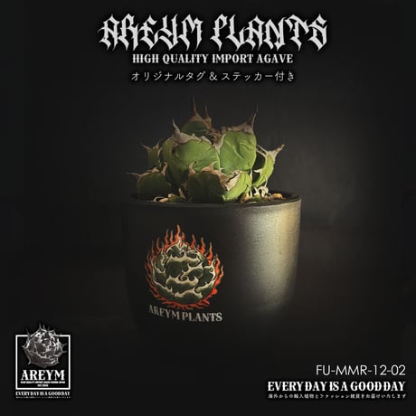 アガベチタノタシーザー | STORES