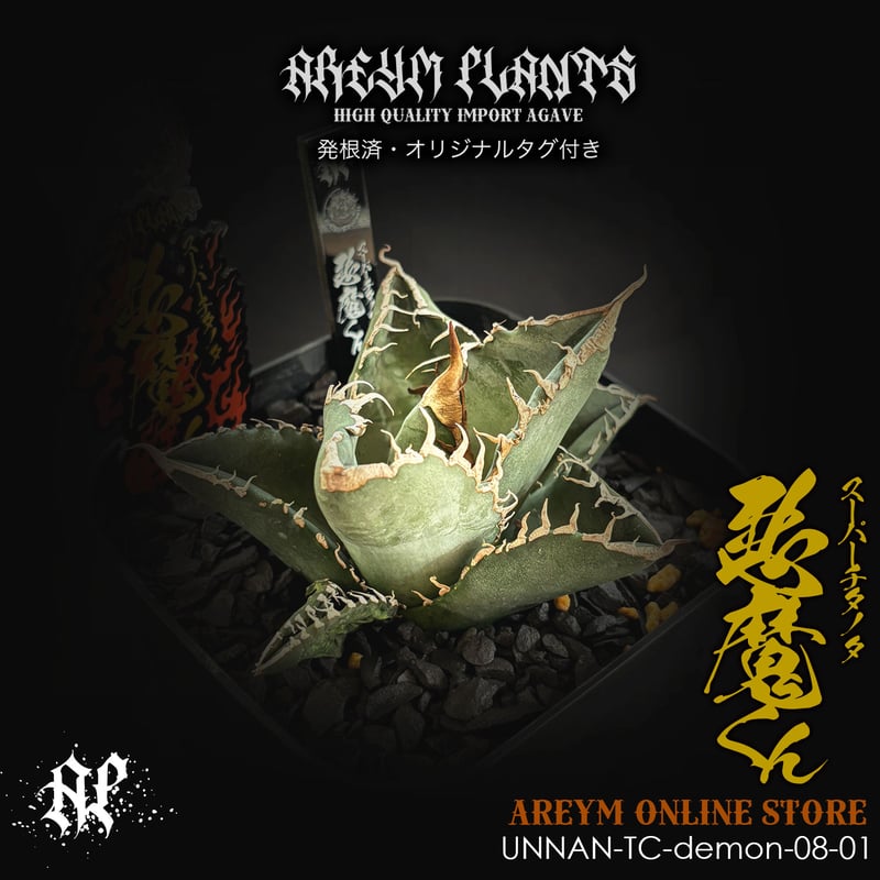 発根済 雲南省産 アガベ チタノタ 悪魔くん Agave Titanota (UN