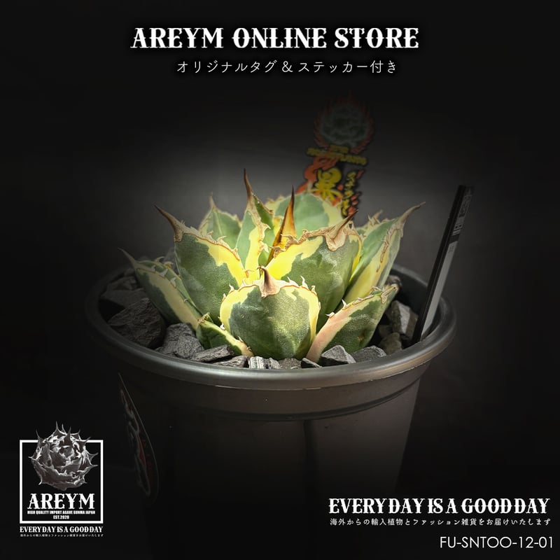 税込・送料無料でお届け致します アガベ・チタノタ スナグルトゥース