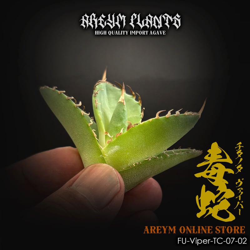 アガベ　agave 毒蛇 アガベ agave 毒蛇 kin | .