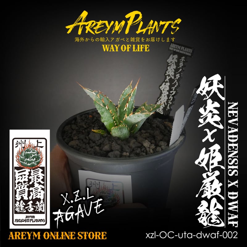 ハイブリット株!アガベ 妖炎x姫厳龍 Agave utahensisVer ハイブリット株!アガベ 妖炎x姫厳龍 Agave utahensisVer