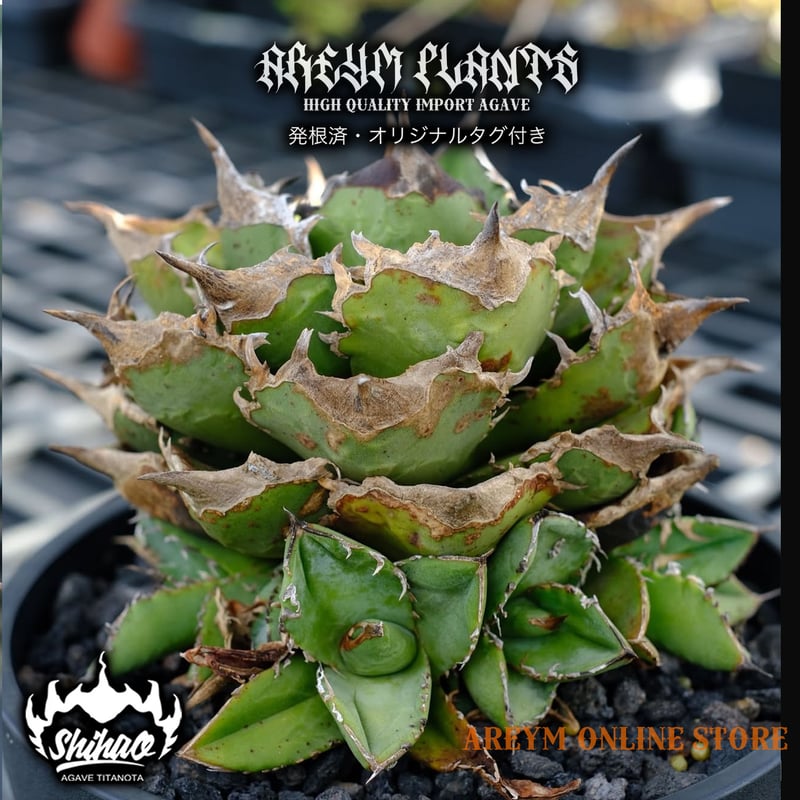 台湾Shi-hao産 アガベ チタノタクイーン 清櫻 agave titanota