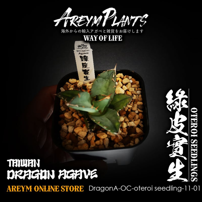 ドラゴンアガベ産!アガベ オテロイ 綠皮實生 agave oteroi ドラゴンアガベ産!アガベ オテロイ 綠皮實生 agave oteroi