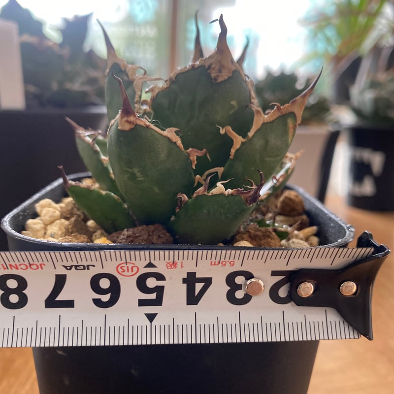 アガベ　チタノタ　蟹覆輪 アガベチタノタ蟹覆輪