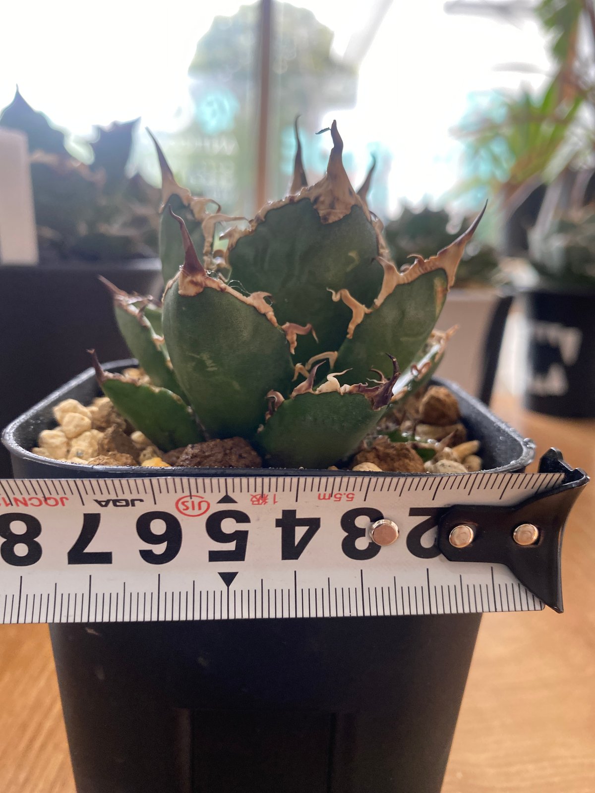 【コレクション株】アガベ チタノタ カニ 螃蟹/蟹/crab 親株 図鑑 – アガベ チタノタ カニ(螃蟹) – 品種紹介 | アガベ図鑑