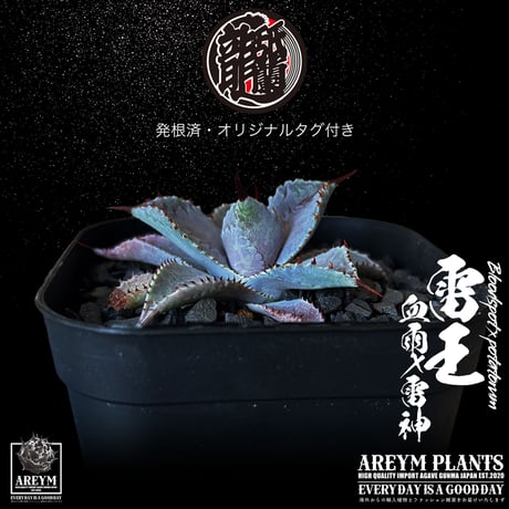 発根済 送料無料 ハイブリッド 雷王 血雨x雷神 ブラッドスポット×ポタトラム Agave hybrid Bloodspot x potatorum