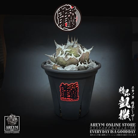 CATEGORY アガベ 中株 | アレイムプランツ