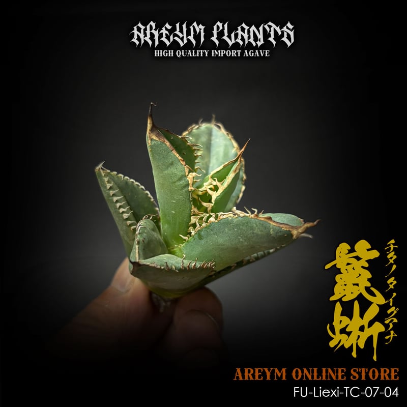 福建省産 アガベ チタノタ 鬣蜥 イグアナ Agave Titanota Liexi