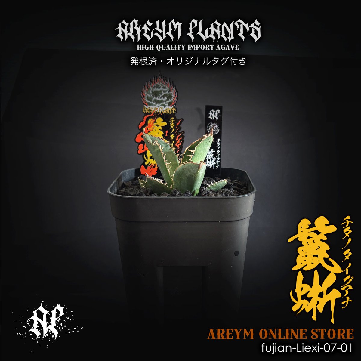 発根済 福建省産 アガベ チタノタ 鬣蜥 イグアナ Agave Titanota