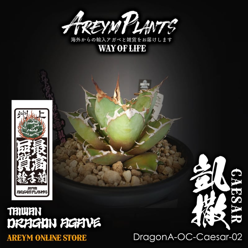 発根済ドラゴンアガベ産!アガベ チタノタ シーザー 凱撒 台湾 発根済ドラゴンアガベ産!アガベ チタノタ シーザー 凱撒 台湾