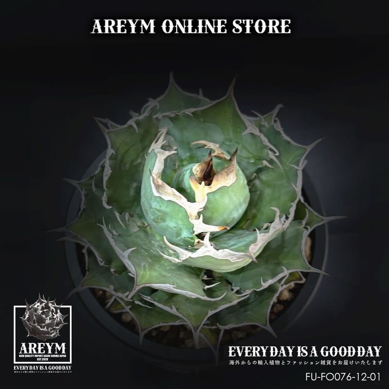 税込・送料無料でお届け致します アガベ チタノタ FO-076 Agave