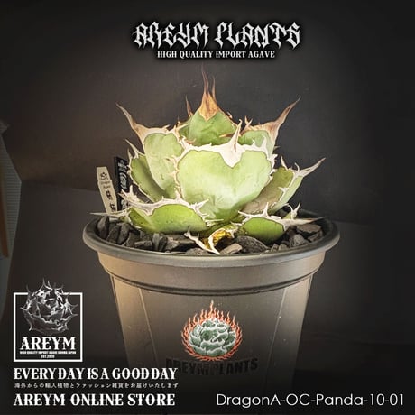 非売品級【台湾産】アガベ チタノタ 熊猫　強刺　ドラゴンアガベ　パンダ　発根済 SSS級台湾産】アガベ チタノタ 熊猫 強刺 ドラゴンアガベ パンダ 発根