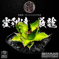 発根済 送料無料 DENNIS産 アガベ ホリダ x チタノタ 霍利達 × 厳龍 Agave horrida x titanota ARM-DE-HxT-05-01