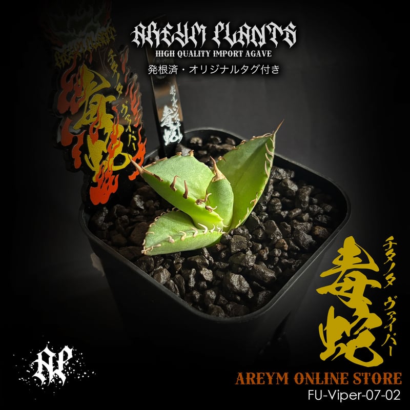 発根済 福建省産 アガベ チタノタ 毒蛇 Agave Titanota Viper