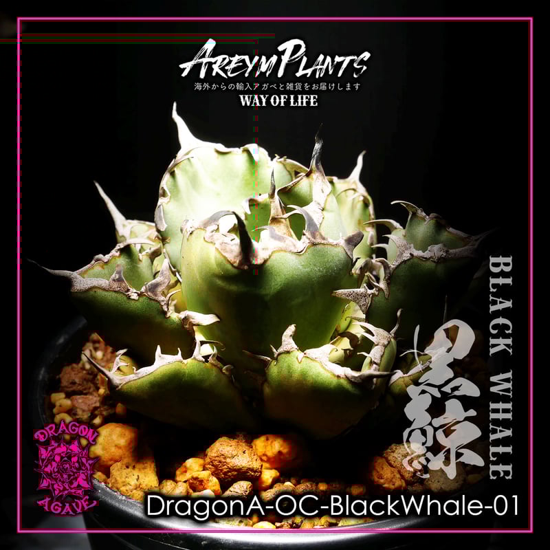 ドラゴンアガベ産！アガベ チタノタ黒鯨 Agave titanota Black Whale( 