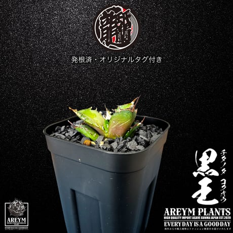 発根済 送料無料 潮龍家 安生産 アガベ チタノタ 黒王 agave titanota kokuo【Andy-OC-KOKUO-05-08】