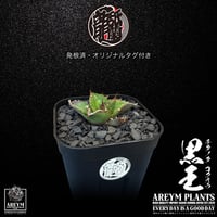 発根済 送料無料 潮龍家 安生産 アガベ チタノタ 黒王 agave titanota kokuo【Andy-OC-KOKUO-06-04】