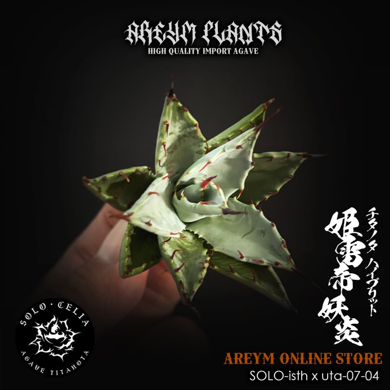 発根済 SOLO産ハイブリッド アガベ チタノタ 姫雷帝x妖炎 Agave