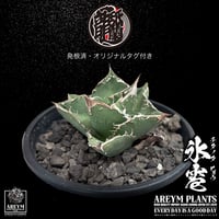 発根済 送料無料でお届け アガベ チタノタ 氷雹  agave titanota HYO【ARM-TC-HYO-06-01】