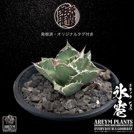 アガベチタノタ | STORES