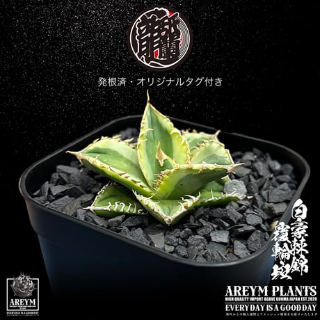 発根済 送料無料 アガベ チタノタ 白毫刺錦 白豪刺錦  覆輪斑 agave titanota byakugousi【ARM-OC-BYAKU-06-01】