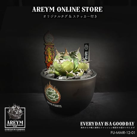 アガベチタノタシーザー | STORES