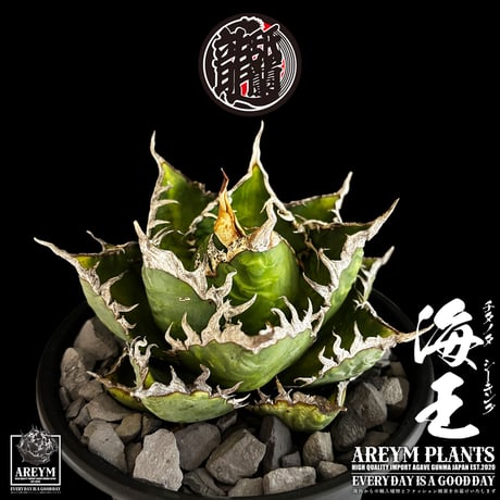 税込・送料無料でお届け致します アガベ チタノタ  精品海王 Agave titanota Sea King (AREYM-SEAKING-04-01)