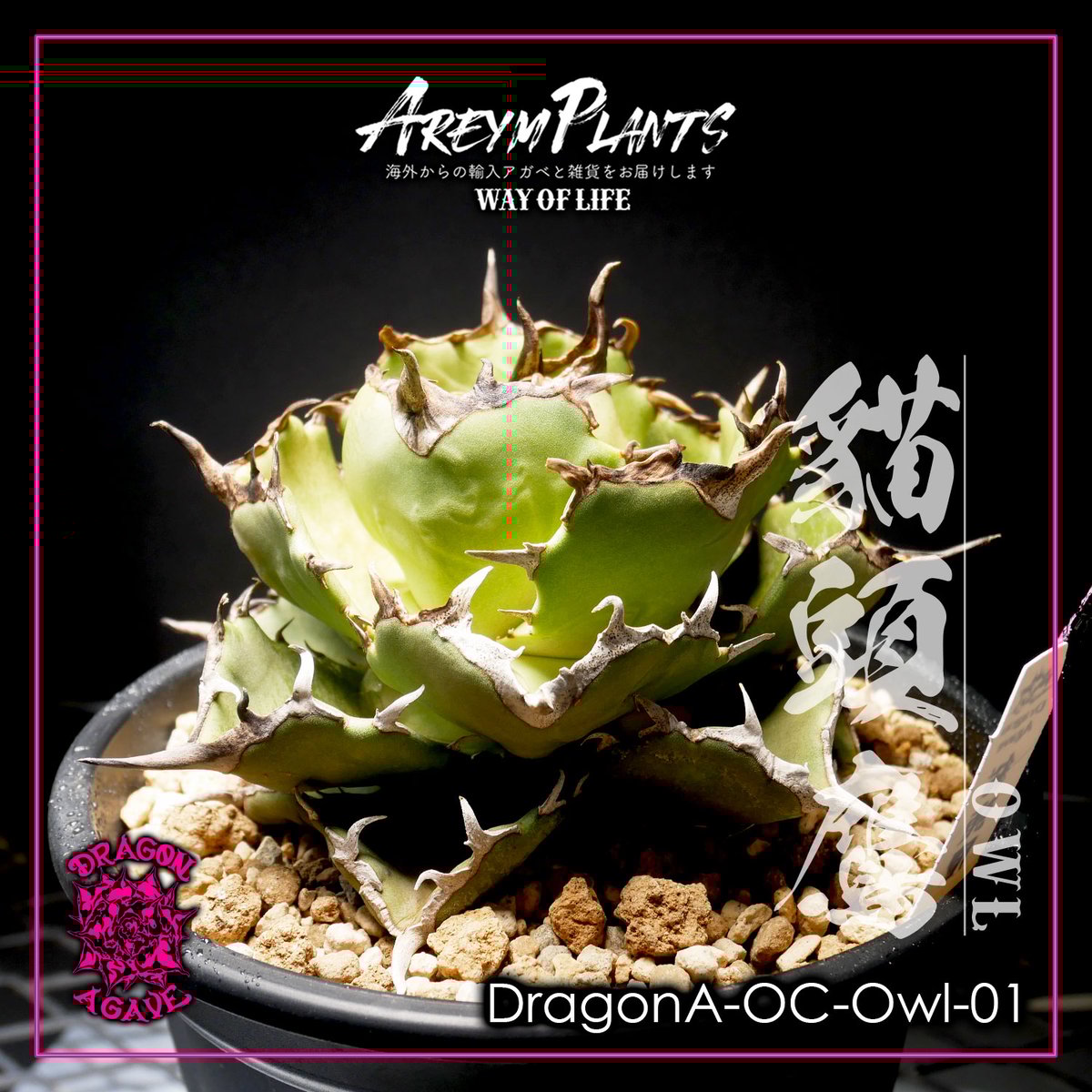 ドラゴンアガベ産!アガベ チタノタ貓頭鷹 フクロウ Agave ドラゴンアガベ産!アガベ チタノタ貓頭鷹 フクロウ Agave