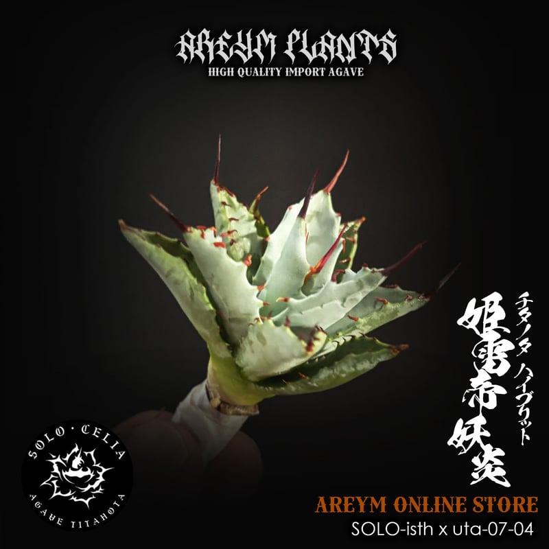 グ*ー様 アガベ チタノタ ハイブリッド エボリスピナ×姫巌竜　子株 アガベ チタノタ ハイブリッド エボリスピナ x チタノタ姫厳竜