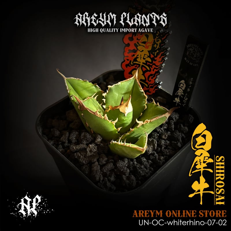 発根済 雲南省産 アガベ チタノタ 白犀牛 シロサイ Agave