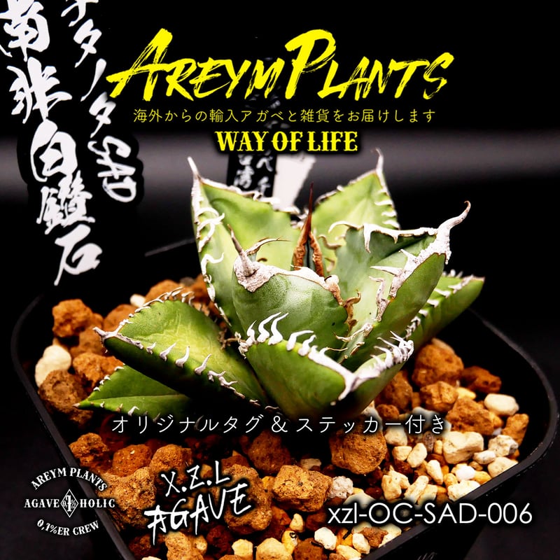 アガベ 白象（南アフリカダイヤモンド）SAD 子株