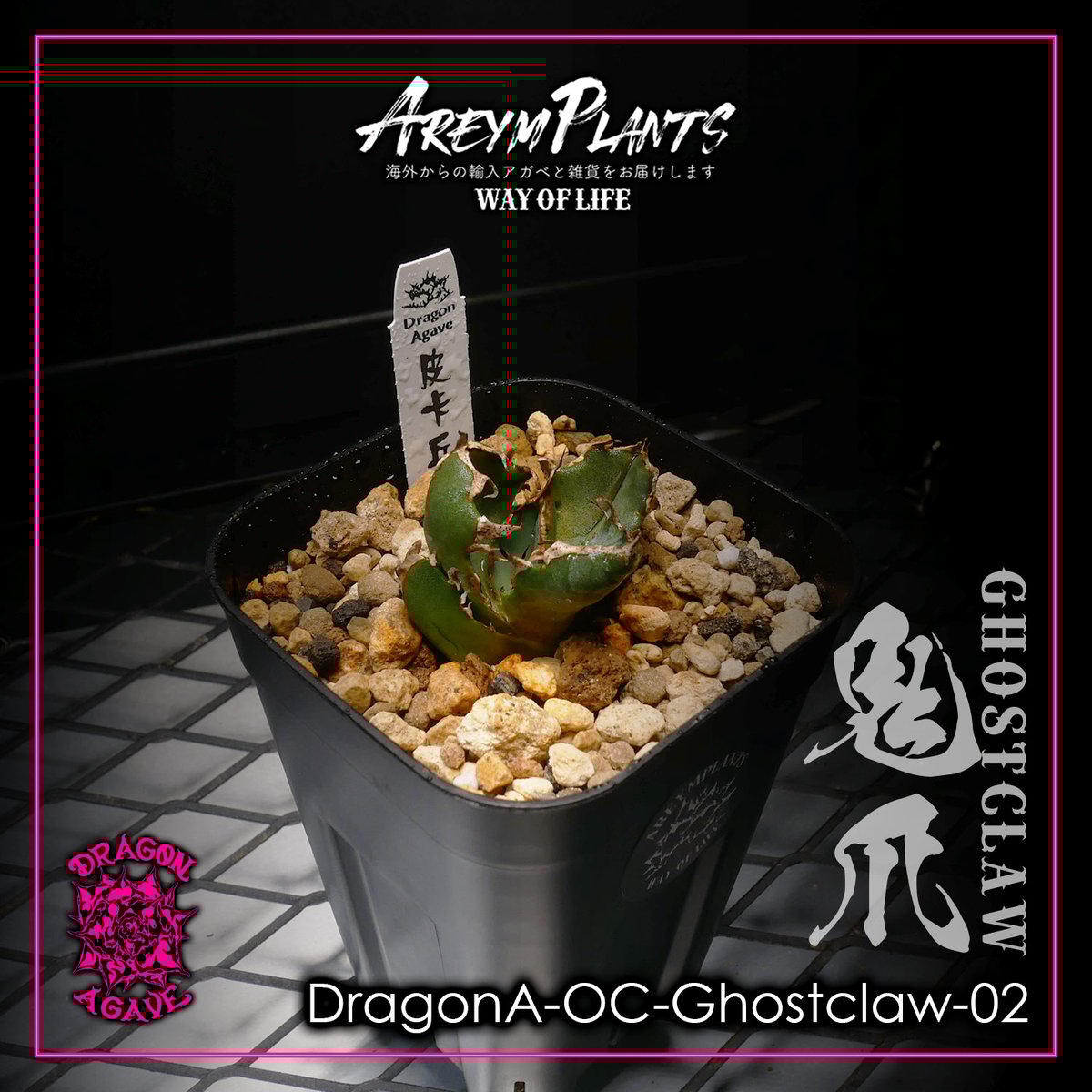 H*h様 アガベ ホリダ実生選抜抜き苗発送 アガベ ホリダ 抜き苗発送 【公式通販】