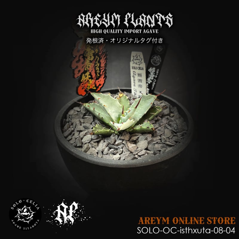 チ*ー様 【発根済・特大4.5号サイズ】陽炎ハイクオリティ株！！エボリスピナ/鉢 発根済・特大4.5号サイズ】陽炎ハイクオリティ株