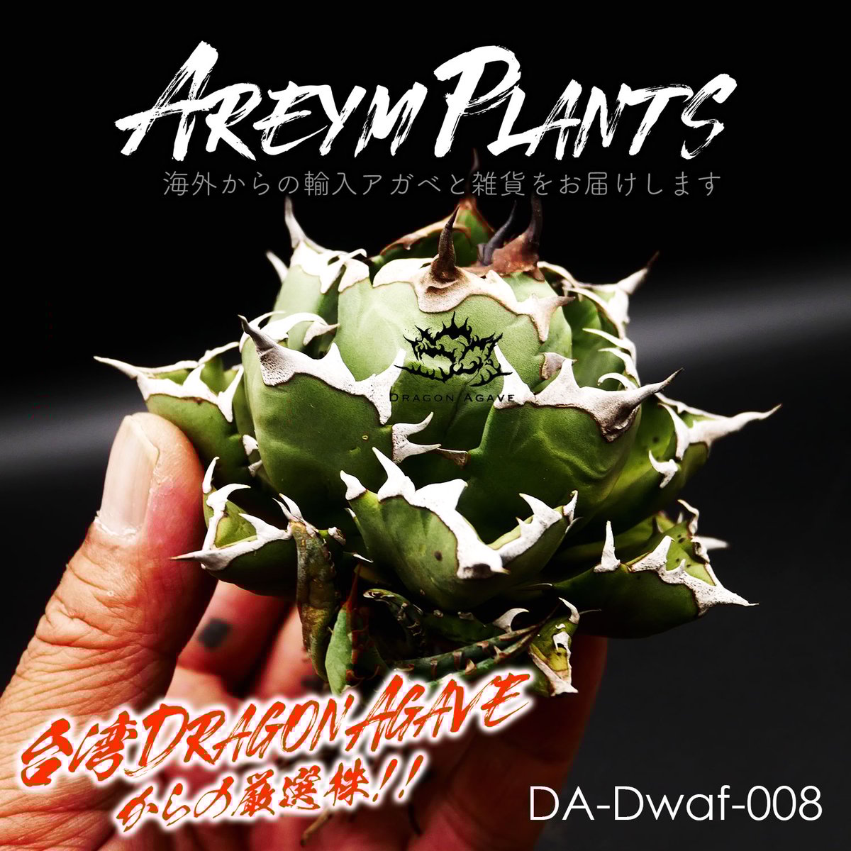 イランナーセリー選抜株 ドラゴンクロウ イラン直輸入株 アガベ