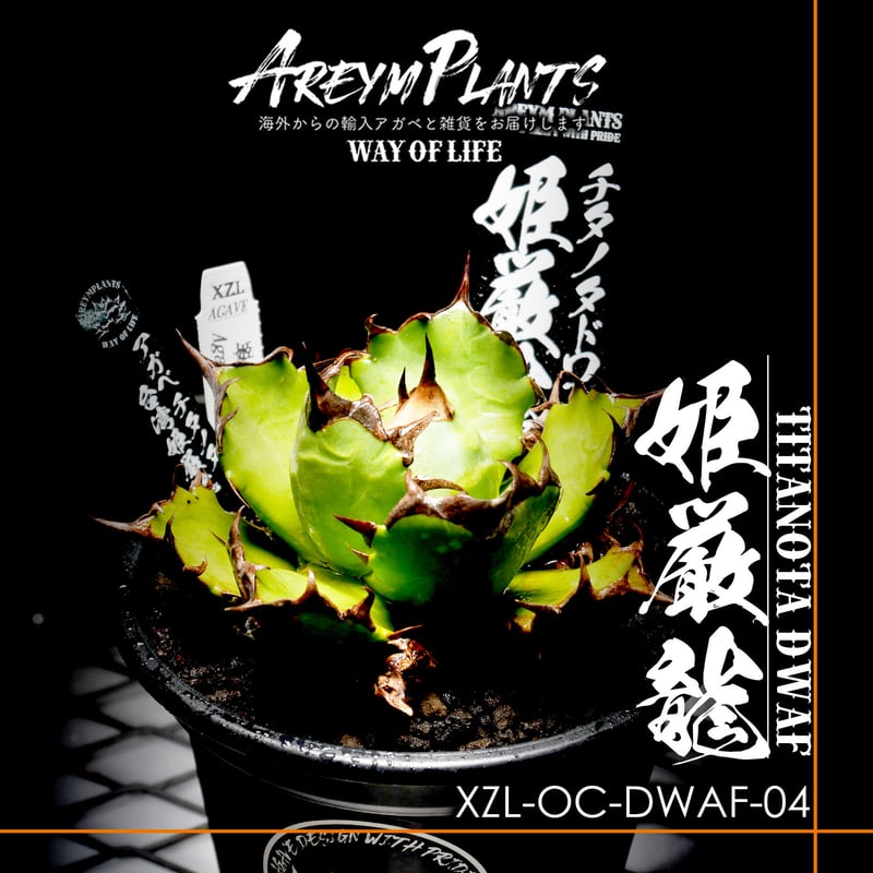 発根済！台湾XZL PLANTS産 アガベ チタノタ 姫厳龍 Agave Titanota 