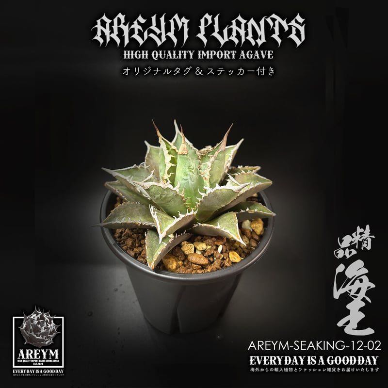 税込・送料無料でお届け致します アガベ チタノタ 精品海王 Agave