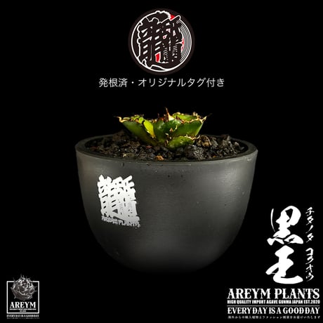CATEGORY チタノタ 黒王 | アレイムプランツ