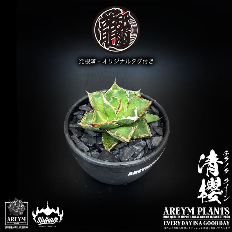 発根済 送料無料でお届け 台湾Shi-hao産 アガベ チタノタクイーン 清櫻
