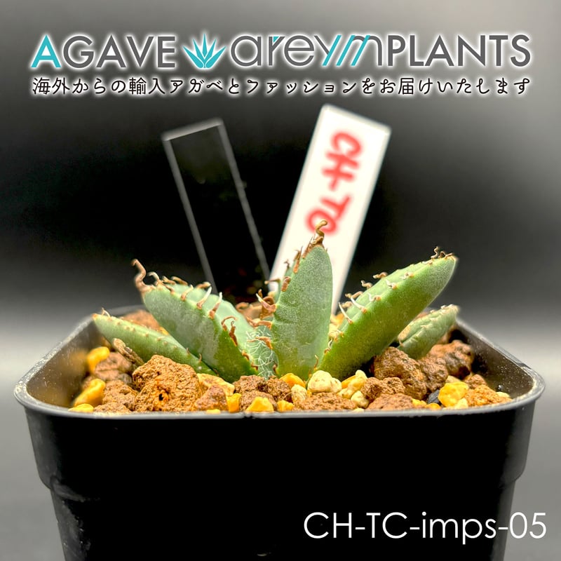 多肉植物 アガベ チタノタ 悪魔くん BAKEMONO TC株 1株 【公式通販】