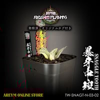 9/22販売開始!オリジナルタグ付き!アガベ チタノタ白鯨 Agave 9/22販売開始!オリジナルタグ付き!アガベ チタノタ白鯨 Agave