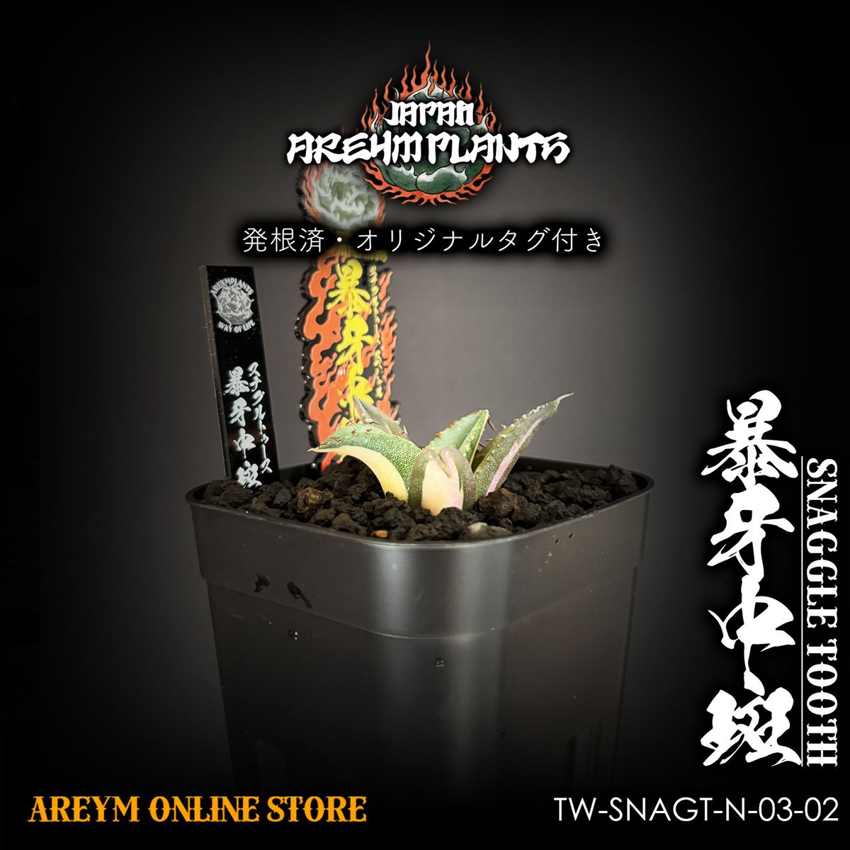 発根済 台湾産 アガベ チタノタ スナグルトゥース 暴牙中斑 Agave 