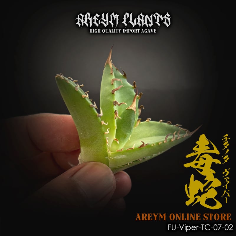 アガベ　agave 毒蛇 ✨Dennis 014✨ You must have never seen it❗️ Dennis' most