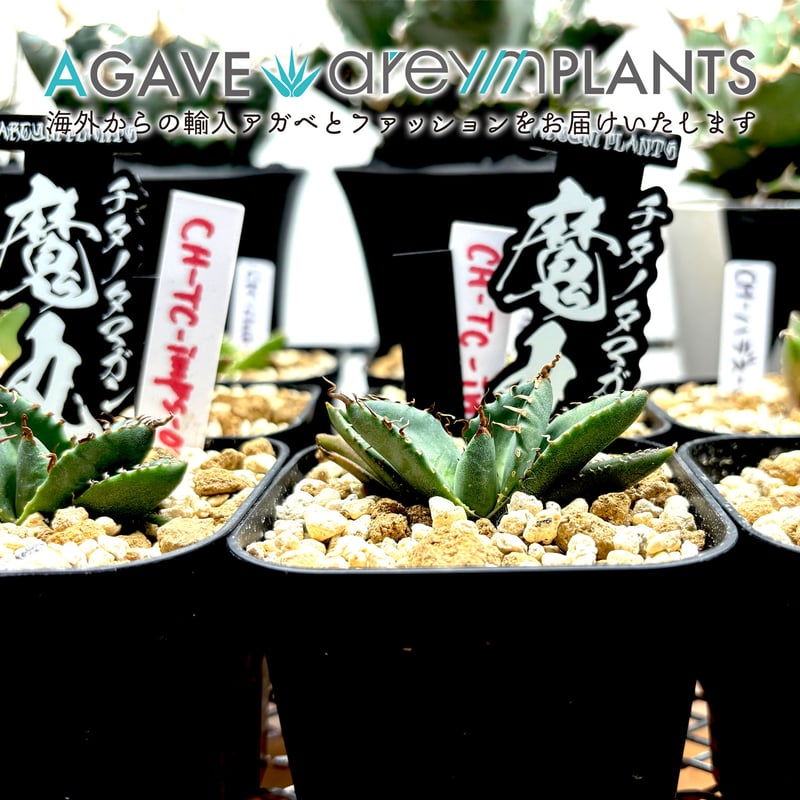 鉢ごと発送】人気のチタノタ12種セット【ネームタグ付】 【公式通販】