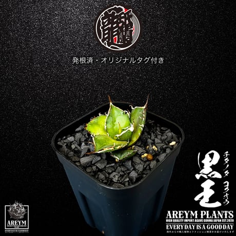 発根済 送料無料 潮龍家 安生産 アガベ チタノタ 黒王 agave titanota kokuo【Andy-OC-KOKUO-05-08】