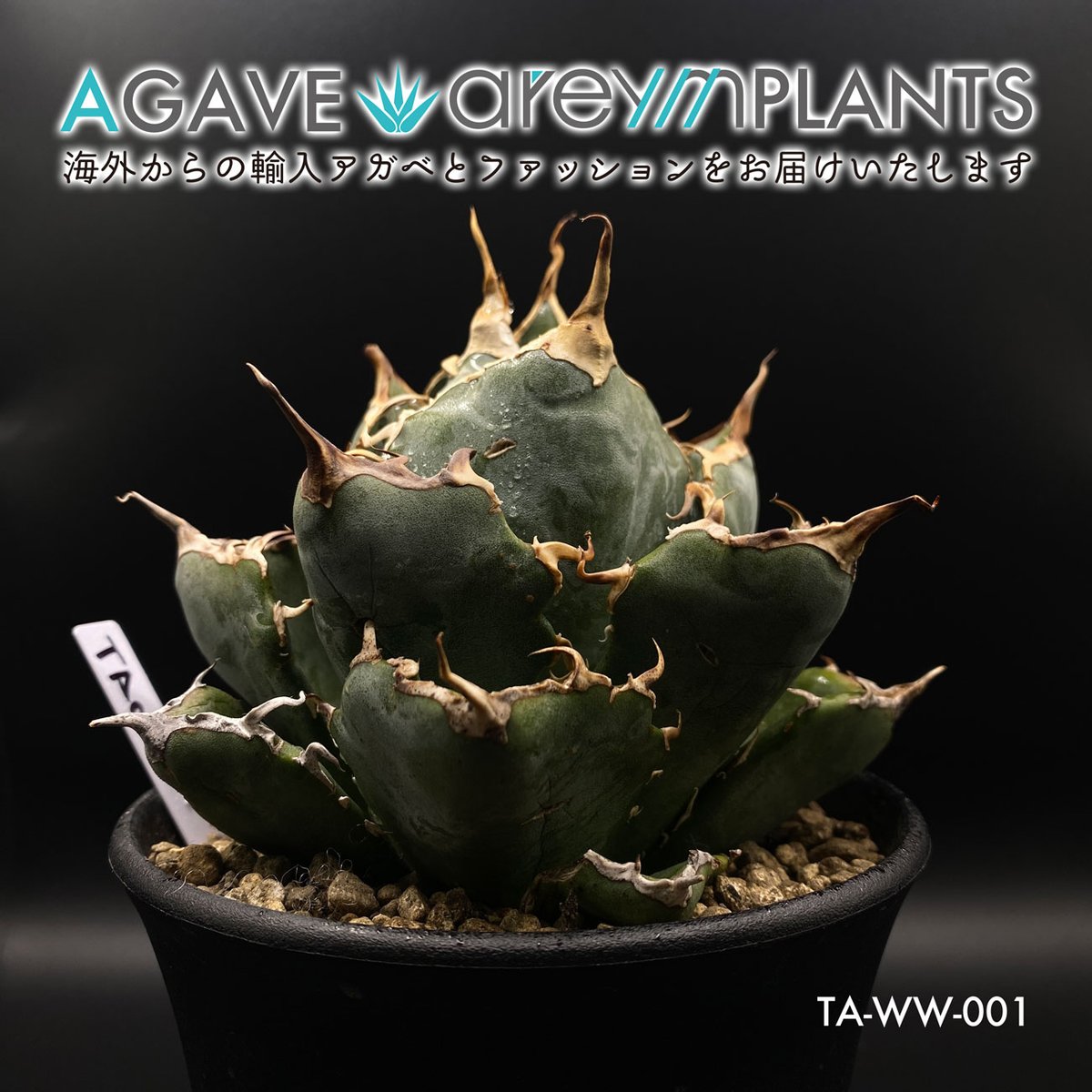 アガベチタノタ狼人　現品鉢ごと発送 アガベチタノタ狼人 現品鉢ごと発送 鉢ごと発送】人気のチタノタ8種