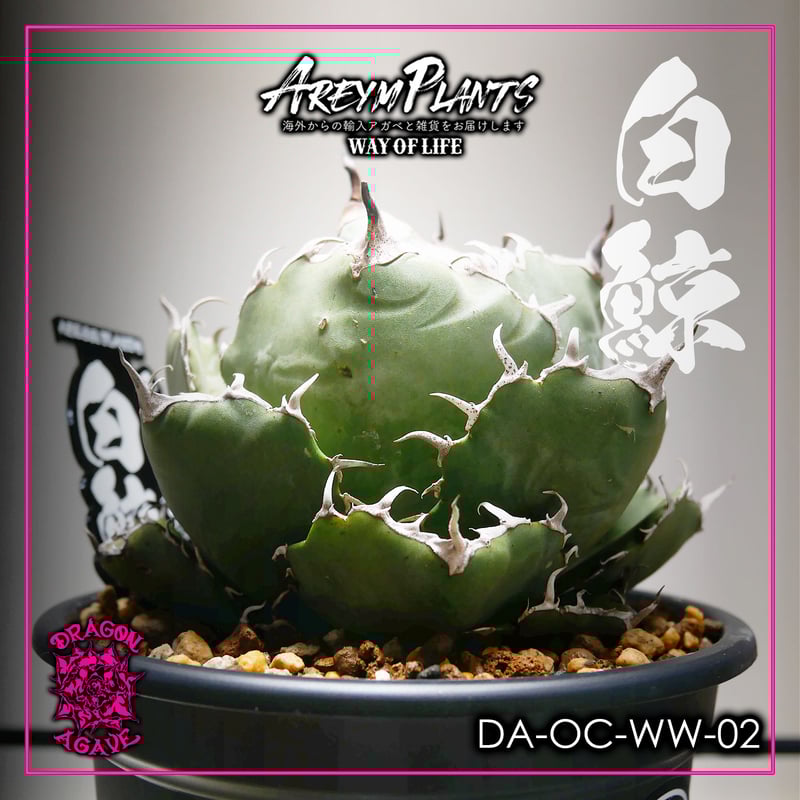 アガベ チタノタ シーザー 子株付き 【公式通販】